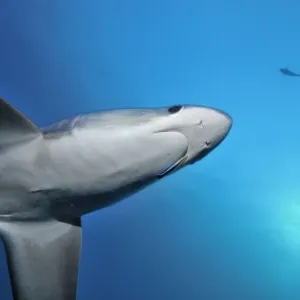 Thresher / Foxtail Shark - usually lives at depths over 200m & only sighted rarely - The Common Thresher Shark ranges in size from 16. 5 to 20ft long - Feeds on Squid & Fish corraling them with its elongated tail / stunning them with slaps Thresher / Foxtail Shark - usually lives at depths over 200m & only sighted rarely - The Common Thresher Shark ranges in size from 16. 5 to 20ft long - Feeds on Squid & Fish corraling them with its elongated tail / stunning them with slaps