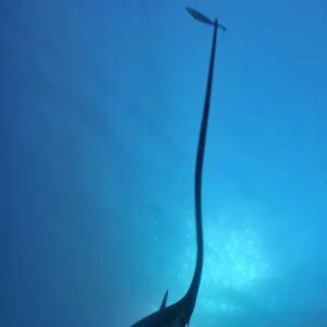 Thresher / Foxtail Shark - usually lives at depths over 200m & only sighted rarely - The Common Thresher Shark ranges in size from 16. 5 to 20ft long - Feeds on Squid & Fish corraling them with its elongated tail / stunning them with slaps