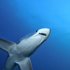 Thresher / Foxtail Shark - usually lives at depths over 200m & only sighted rarely - The Common Thresher Shark ranges in size from 16. 5 to 20ft long - Feeds on Squid & Fish corraling them with its elongated tail / stunning them with slaps