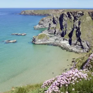 Thrift - in flower - spring - Bedruthan Steps, Cornwall, UK Thrift - in flower - spring - Bedruthan Steps, Cornwall, UK
