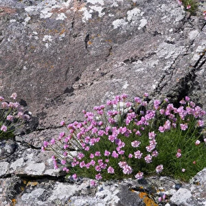 Thrift growing on lichen covered rocks on coast Armeria maritima South Uist Outer Hebrides Scotland, UK PL001955