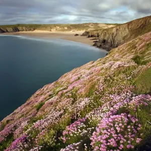 Thrift - Holywell Bay - Cornwall - UK Thrift - Holywell Bay - Cornwall - UK