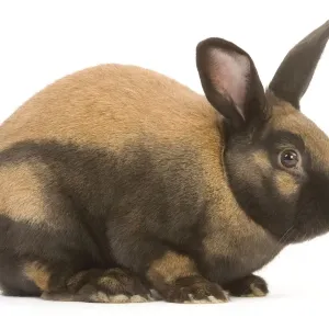 Thuringer Rabbit - in studio Tattoo removed from ear