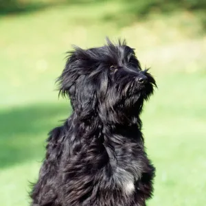 Tibetan Terrier Dog