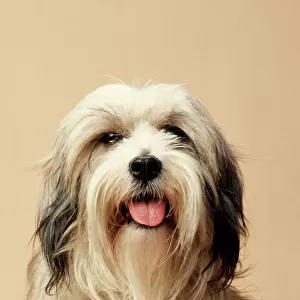 Tibetan Terrier Dog
