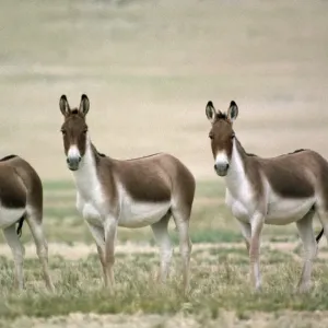 Tibetan Wild Ass / Kiang - group of males - Tsokar Ladakh India Tibetan Wild Ass / Kiang - group of males - Tsokar Ladakh India