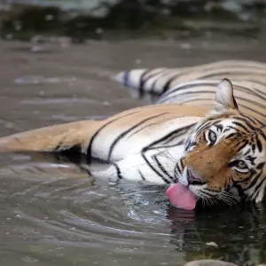 Tiger - Female drinking in pool Ranthambhore NP, Rajasthan, India Tiger - Female drinking in pool Ranthambhore NP, Rajasthan, India