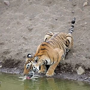 Tiger - Female drinking from pool Ranthambhore NP, Rajasthan, India