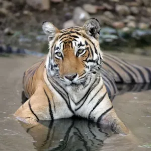 Tiger - Female resting in pool Ranthambhore NP, Rajasthan, India Tiger - Female resting in pool Ranthambhore NP, Rajasthan, India