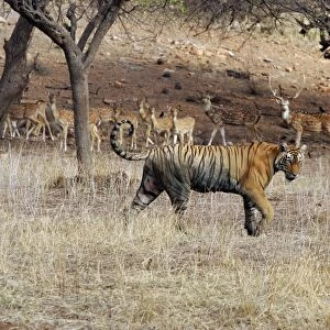 Tiger - Female walking past herd of Spotted Deer (Axis axis) Ranthambhore NP, Rajasthan, India