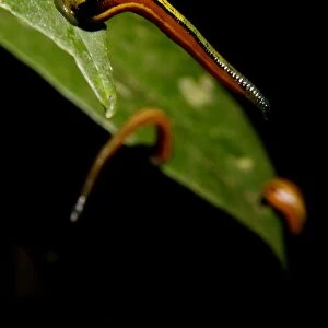 Tiger Leeches / Painted Leech on leaves of low vegetation, typical in lowland rainforest of Kinabatangan river floodplain; Sabah, Borneo, Malaysia; June. Ma39. 3122