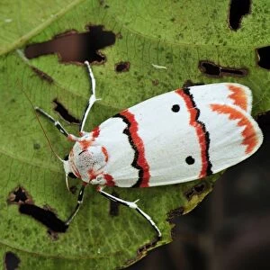 Tiger moth - Tanjung Puting National Park - Kalimantan - Borneo - Indonesia