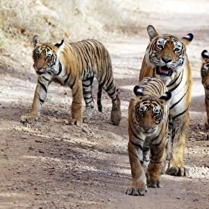 Tiger - Mother with three 9 month-old cubs Ranthambhore National Park, Rajasthan, India