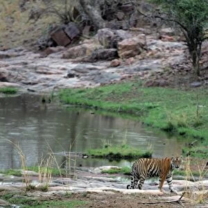 Tiger - In open landscape near water pool Ranthambhore NP, Rajasthan, India