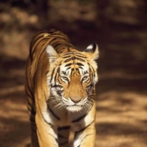 Tiger Ranthambhore National Park, Rajasthan, India