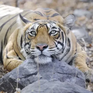 Tiger - Ranthambhore National Park - Rajasthan - India Tiger - Ranthambhore National Park - Rajasthan - India