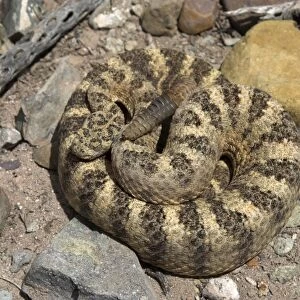 Tiger Rattlesnake From above, coiled with rattle showing