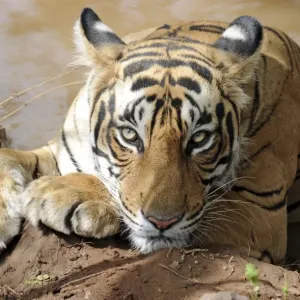 Tiger - resting in water - Ranthambhore National Park - Rajasthan - India Tiger - resting in water - Ranthambhore National Park - Rajasthan - India