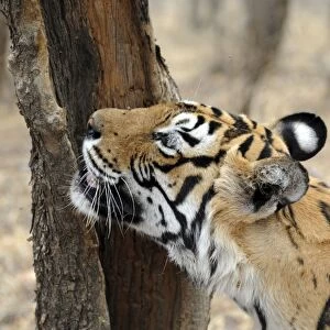 Tiger - scent marking - Ranthambhore National Park, Rajasthan, India