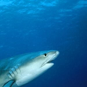 Tiger Shark - head & dorsal fin. Swimming into the frame. Bahamas