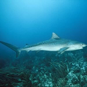 Tiger Shark - full length Bahamas