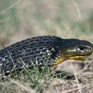 Tiger Snake Australia