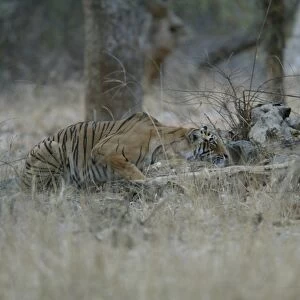 Tiger - Stalking prey Ranthambhore NP, Rajasthan, India