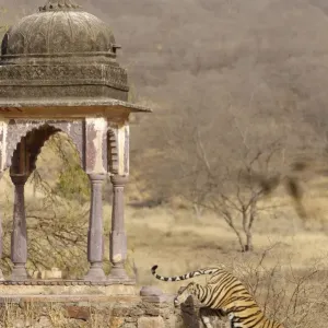 Tiger - Tigress & Chhatri - Ranthambhore Tiger - Tigress & Chhatri - Ranthambhore