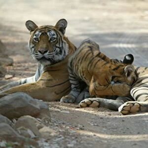 Tiger - Tigress suckling 3 month-old cub Ranthambhore NP, Rajasthan, India