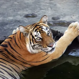 Tiger - Tigress in water pool Ranthambhore National Park, Rajasthan, India Tiger - Tigress in water pool Ranthambhore National Park, Rajasthan, India