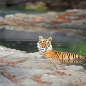 Tiger - in water pool - Ranthambhore National Park - Rajasthan - India Tiger - in water pool - Ranthambhore National Park - Rajasthan - India