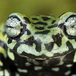 Tiger's Treefrog - new species discovered in 2007 - Pasto - Departamento Narino - Colombia