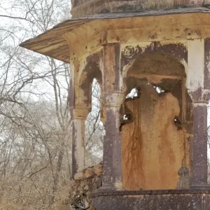 Tigress - large cub lying on chhatri base (elevated, dome-shaped pavilion) - Ranthambhore National park Tigress - large cub lying on chhatri base (elevated, dome-shaped pavilion) - Ranthambhore National park