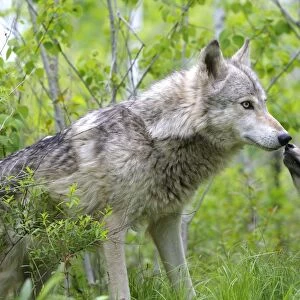Timber / Grey Wolf - adult with cub. Minnesota - USA
