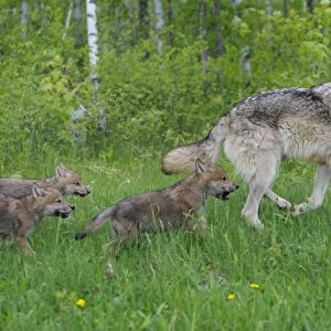 Timber / Grey Wolf - adult with cubs. Minnesota - USA