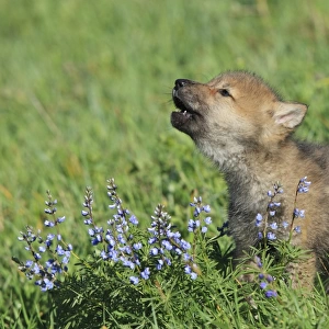 Timber / Grey Wolf - cub calling. Minnesota - USA