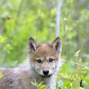 Timber / Grey Wolf - cub. Minnesota - USA
