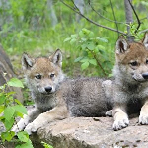 Timber / Grey Wolf - cubs. Minnesota - USA