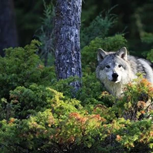 Timber / Grey Wolf. Minnesota - USA