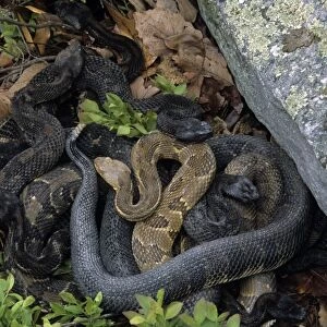 Timber Rattlesnake - Northeastern United States - Venomous pit vipers widely distributed throughout eastern United States - Legally protected in 8 of 32 states in which it occurs - Populations declining due to habitat loss
