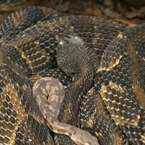Timber Rattlesnakes - Adult females with newborn young, parental care - Venomous pitvipers, widely distributed throughout eastern United States. Legally protected in 8 of 32 states in which it occurs