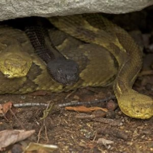 Timber Rattlesnakes - Northeastern United States