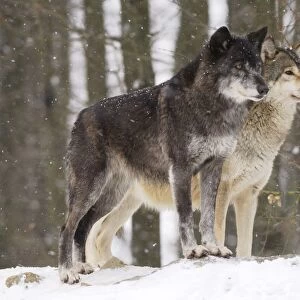 Timber Wolf / Grey Wolf sub species - In winter snow