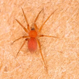 Tiny Bathroom Spider - Common in bathrooms in UK houses (only 2 mm long) Location: Hotel room, Newquay, Cornwall, UK