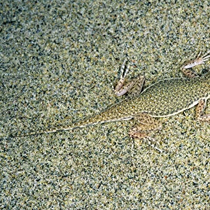 Toadheaded Agamid Lizard - uses it's camouflage colouring to hide - presses itself into the sand - sand dunes of Karakum desert - Turkmenistan - Spring - April Tm31. 0425