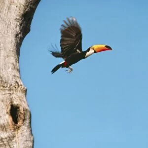 Toco Toucan FG AM 889 Flying out of nest. Brazil Rhamphastos toco © Francois Gohier / ARDEA LONDON