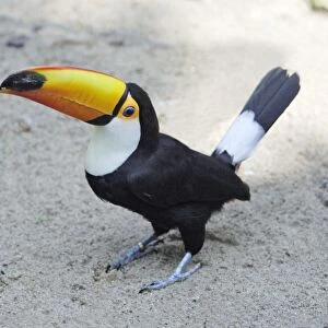 Toco Toucan - on the ground, Lower Saxony, Germany
