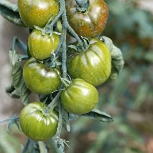 Tomatoes - growing in garden. Somme - france Variety Noire de Crimee