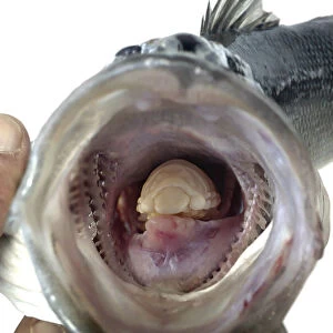 Tongue-eating louse, Cymothoa exigua, inside the mouth of fish. The parasite enters fish through the gills, then attaches itself to the fish's tongue. It severs the blood vessels in the fish's tongue, causing the tongue to fall off
