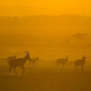 Topi - silhouettes - Masai Mara Triangle - Kenya